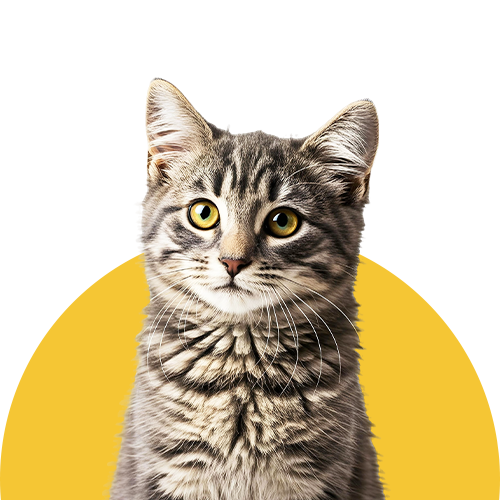 Yavru Kedi Maması
