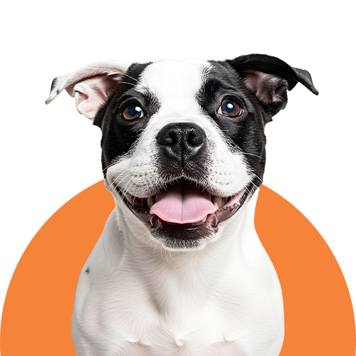 Yavru Köpek Maması
