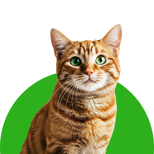 Yetişkin Kedi Maması