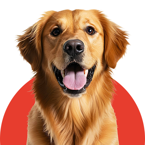 Yetişkin Köpek Maması